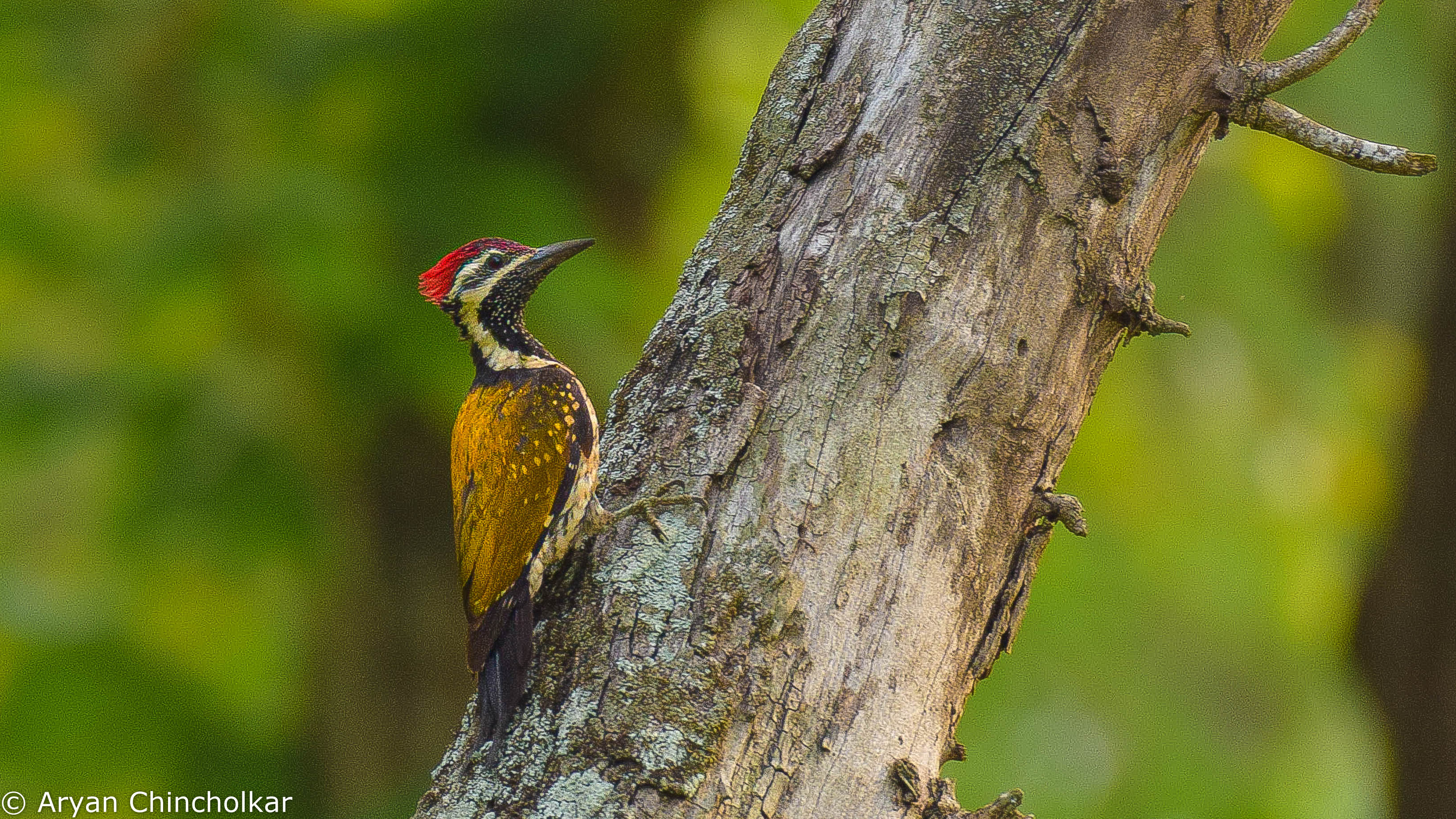 FlameBackWoodppecker